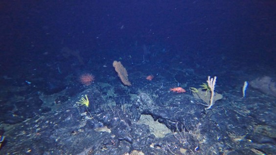 推古海山で観察されたサンゴ類