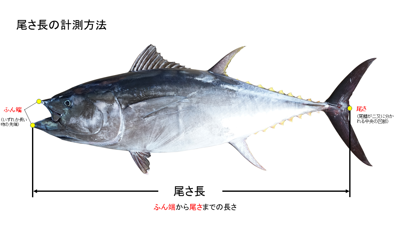 尾さ長の計測方法