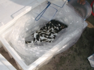 ヒラメの稚魚