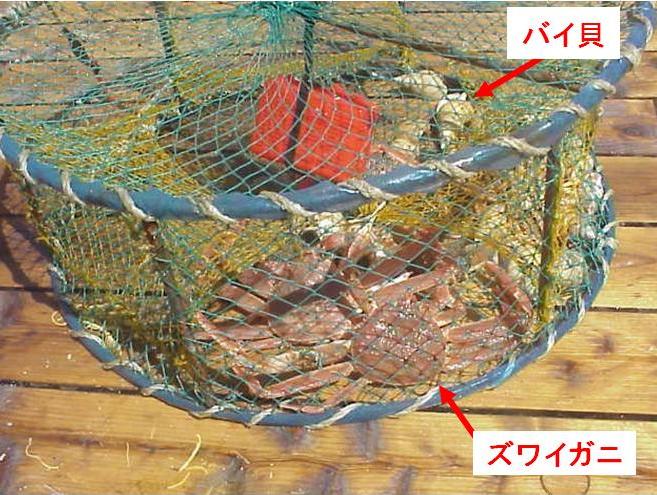 バイ篭の中に入ったズワイガニ