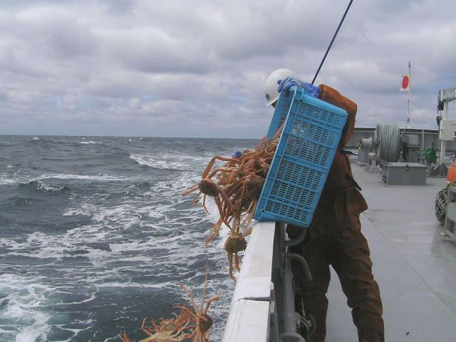 ズワイガニを海中還元